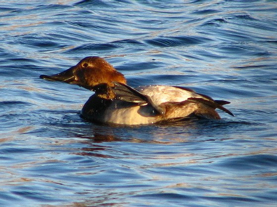 Canvasback